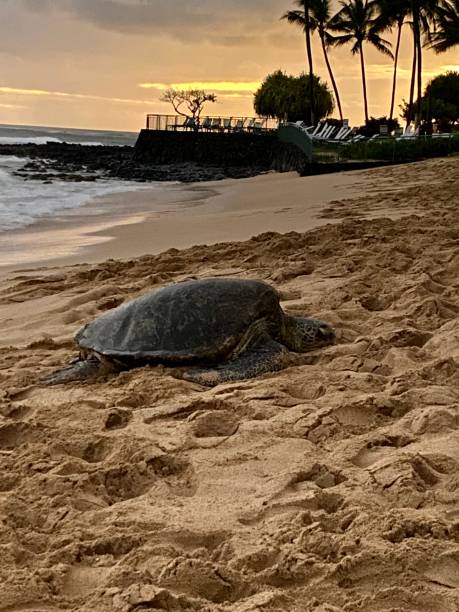 istock Green Sea Turtle Basking on the Beach 1336393058