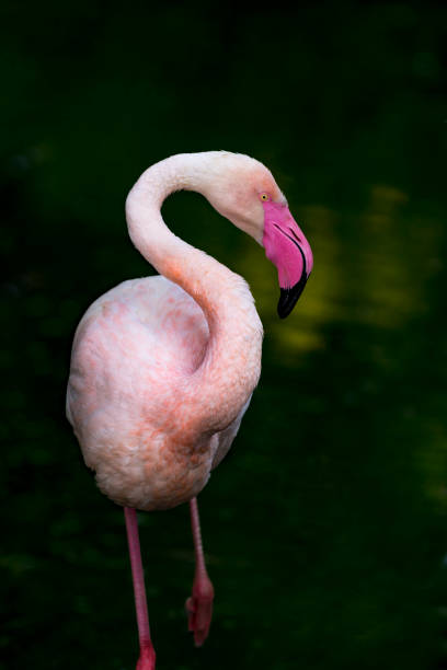 greater flamingo in lagoon of comacchio - italy - comacchio bildbanksfoton och bilder