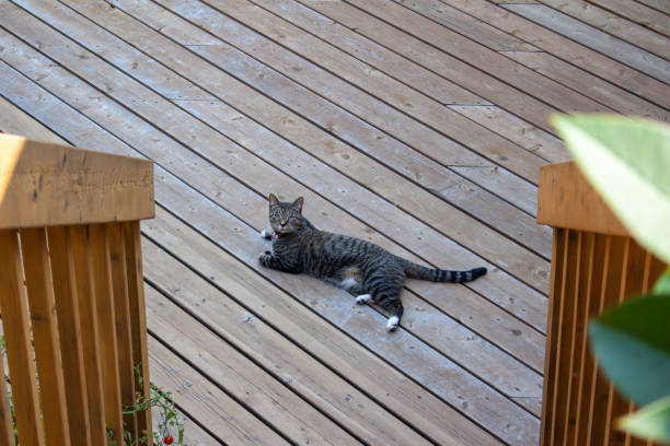 istock Gray and brown striped tabby cat 1336395500