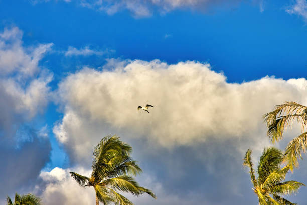 istock Egrets flying against a white cloud and blue sky. 1336396718