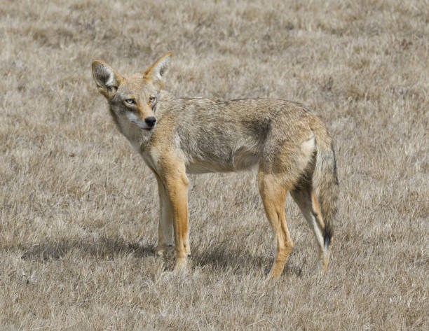istock Adult Coyote in Camouflage 1336401762