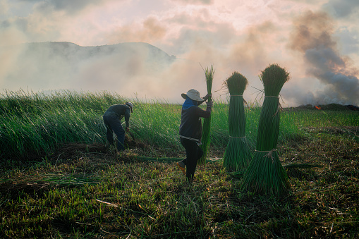Farmers collecting sedge, which for made sedge mat and burn the straw grass - Phu Yen province, central Vietnam