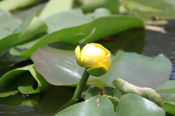 Yellow Water Lily flower plant in the mangrove habitat.