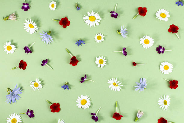 istock Flowers composition, pattern, buds of bright summer flowers on a green pastel background. 1336406878