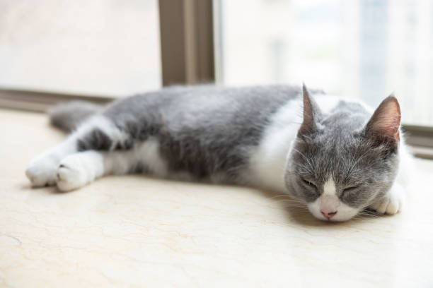 istock a young British shorthair cat laying down near a window 1336407982
