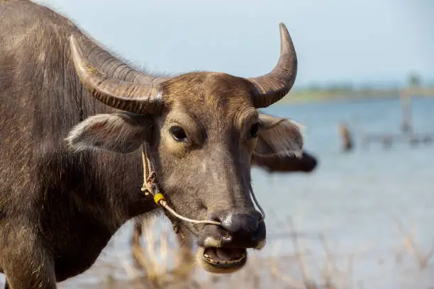 Photo of African Buffalo, Animal, Animal Head, Cape Buffalo, Mammal