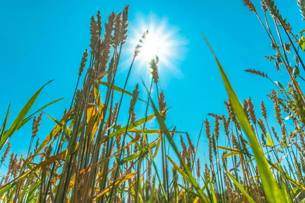 Growing grain crops in a field or meadow.Wheat ears are swaying in the wind against the background of sunlight and blue sky.Nature,freedom.The sun's rays will shine through the stalks of grain.Harvest