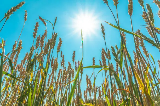 Growing grain crops in a field or meadow.Wheat ears are swaying in the wind against the background of sunlight and blue sky.Nature,freedom.The sun's rays will shine through the stalks of grain.Harvest