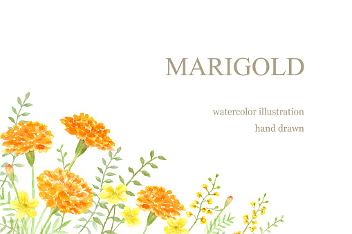 Watercolor illustration of marigold and yellow flowers