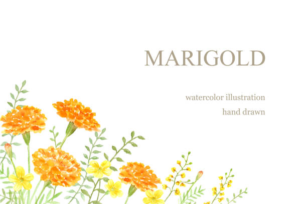 Watercolor illustration of marigold and yellow flowers Watercolor illustration of marigold and yellow flowers marigold stock illustrations