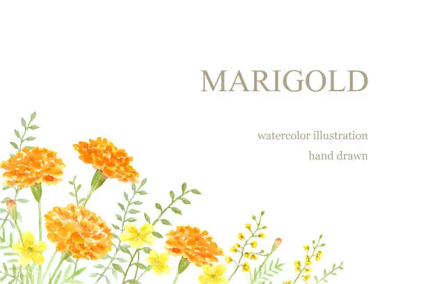 Vector illustration of Watercolor illustration of marigold and yellow flowers