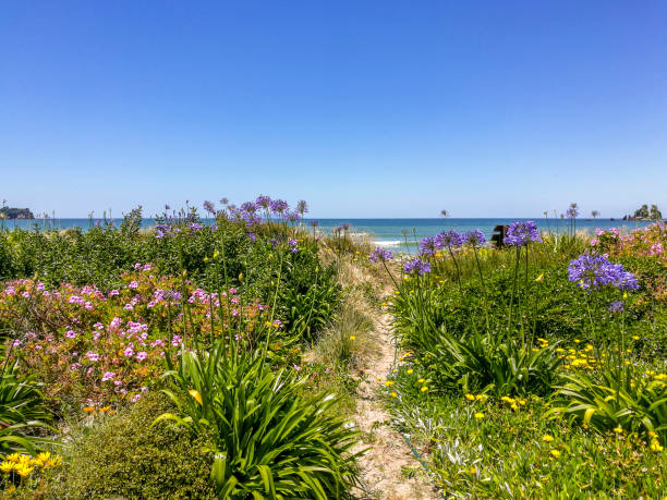 istock Path in the garden that leads to the beach 1336414707