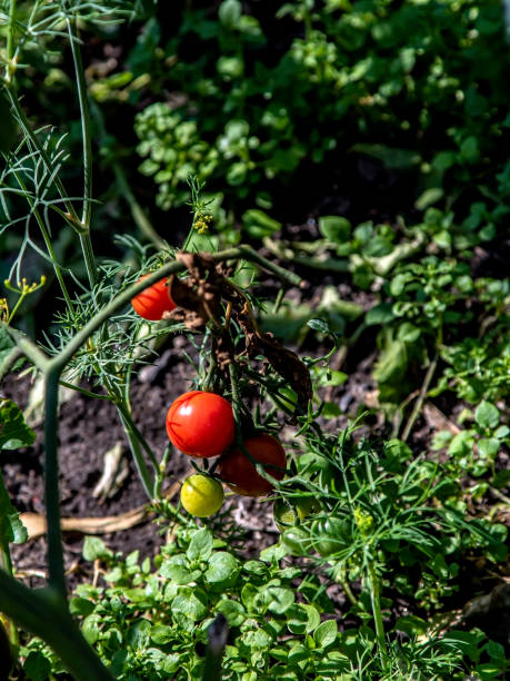istock green and red Tomatoes on the bush 1336414780