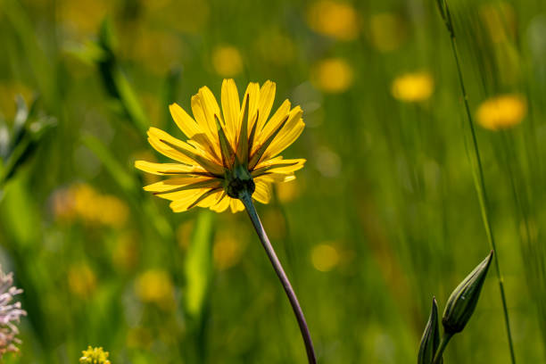 Yellow dandelions