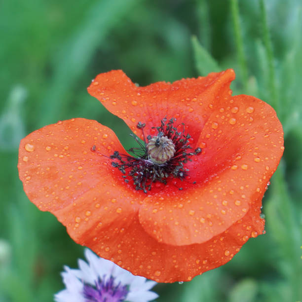 Red poppy flower on the garden bed