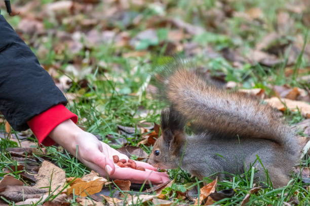 istock Girl feeds a squirrel with nuts in an autumn park. 1336420333