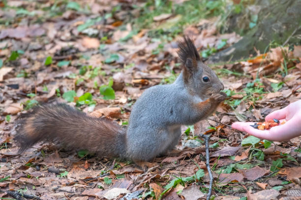 istock Girl feeds a squirrel with nuts in an autumn park. 1336420372