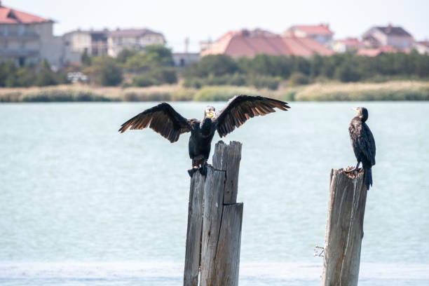 istock Great cormorant, Phalacrocorax carbo, drying its wings on the wind. 1336420579