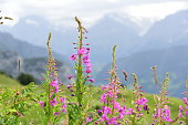 jungfrau-bereich.jpg?b=1&s=170x170&k=20&c=vOu_EMkks_wRrjWLj1hIEREc7P7SepIKiFNSLgQiABk=