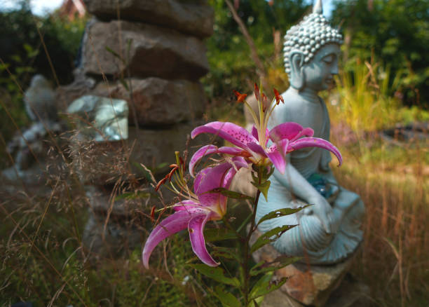 un giglio orientale rosa di fronte a una statua di buddha - giglio giapponese foto e immagini stock