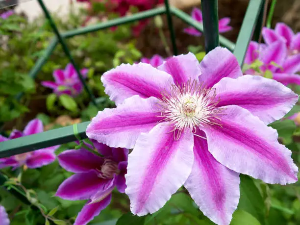 Photo of Nelly Moser clematis pink flower in bloom