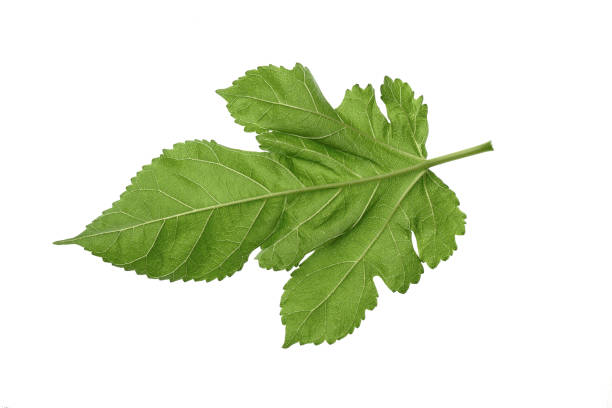 Close-up, green mulberry leaves,