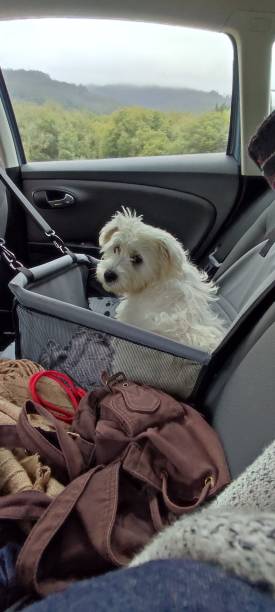 istock Traveler dog 1336425347