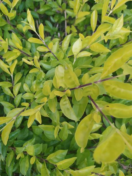 istock Beautiful Green and yellow leaves 1336426421