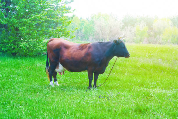 istock brown cow on a rural pasture 1336426531