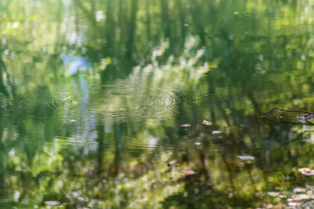 he water in which the forest is reflected. Circles go through the water. Summer sunny day.