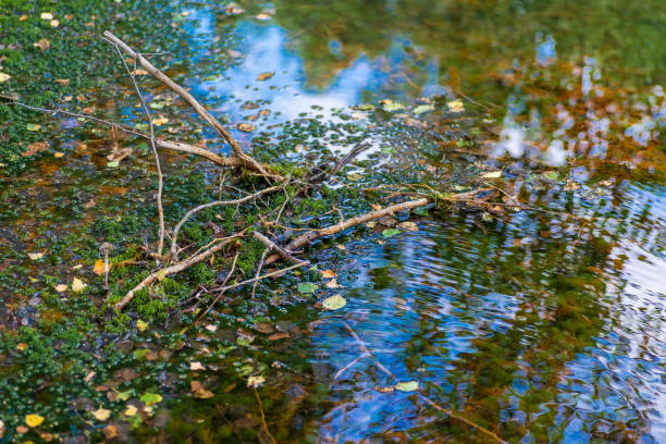 istock Fragment of a forest stream. 1336428234