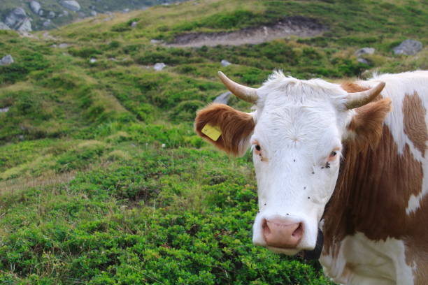 istock cow grazes in green meadow 1336429103