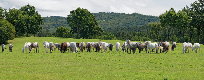 A herd of Lipizzans grazes on the pastures in Lipica. Lipica is the origin of the Lipizzan horse