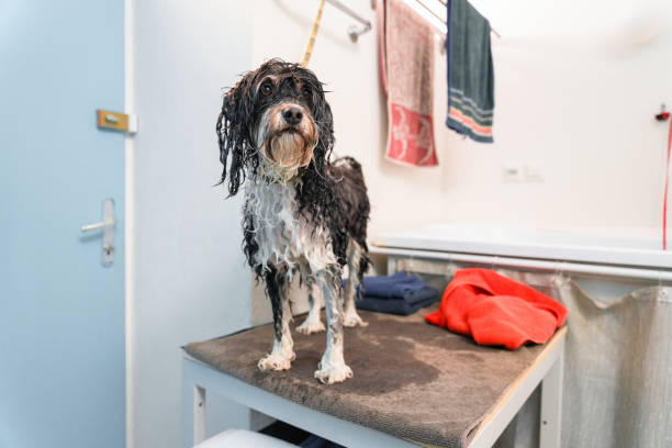 istock Wet Dog Standing on a Table in a Pet Grooming Salon 1336432097