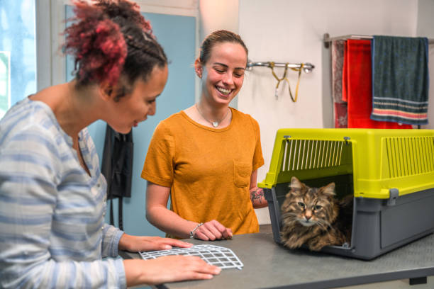 istock Cat in a Cage in a Pet Grooming Salon 1336432119