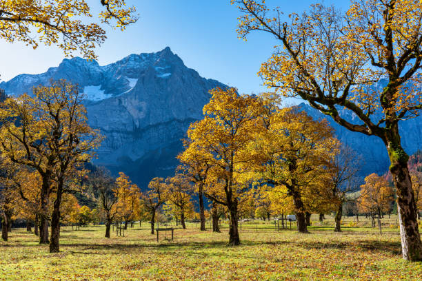 érables à ahornboden, montagnes karwendel, tyrol, autriche - chaîne des karwendel photos et images de collection