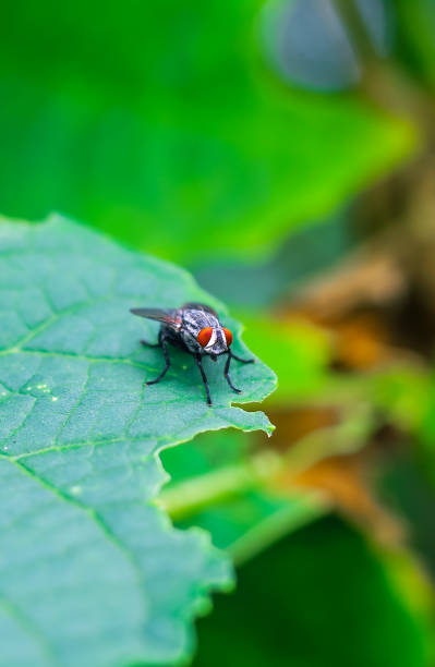 istock The fly with a water bubble on a green leaf, macro photography. Single fly on a green leaf blowing a bubble. 1336435307
