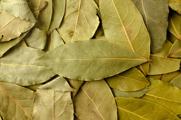 лавровый лист - bay leaf стоковые фото и изображения