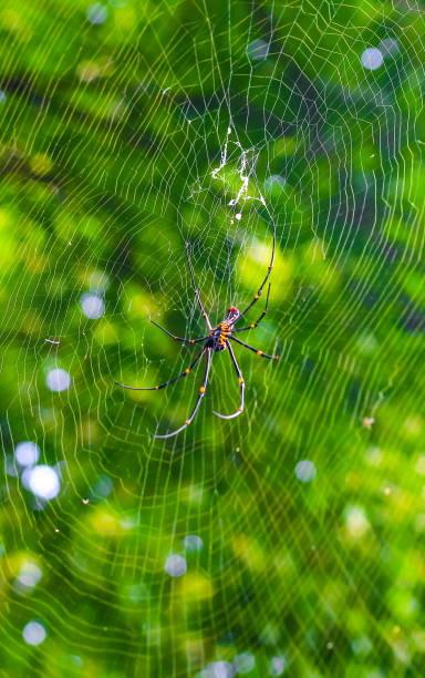istock Black and yellow spider sitting on the web with green background. Black Widow Spider, macro spider making a web. Copy space. 1336435488