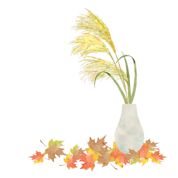 ilustraciones, imágenes clip art, dibujos animados e iconos de stock de miscanthus japonés con hojas de otoño - japanese maple autumn leaf tree