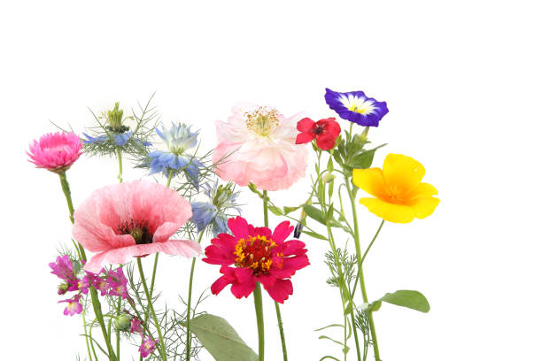 istock Flowering garden flowers isolated on white background. 1336437281