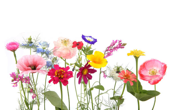 istock Flowering garden flowers isolated on white background. 1336437293