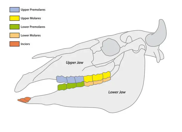 Vector illustration of Construction of a cattle tooth dental formula