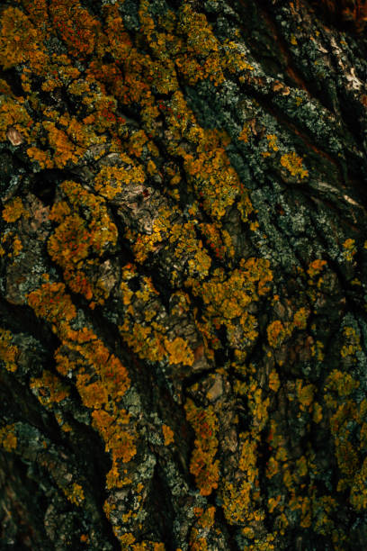 orange moss on the bark of an ancient tree, beautiful blurring and blurring textures, art soft focus