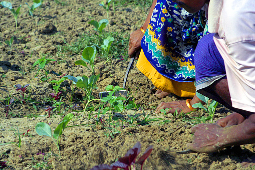 A Rural Farmer working agriculture field.Khulna,Bangladesh.