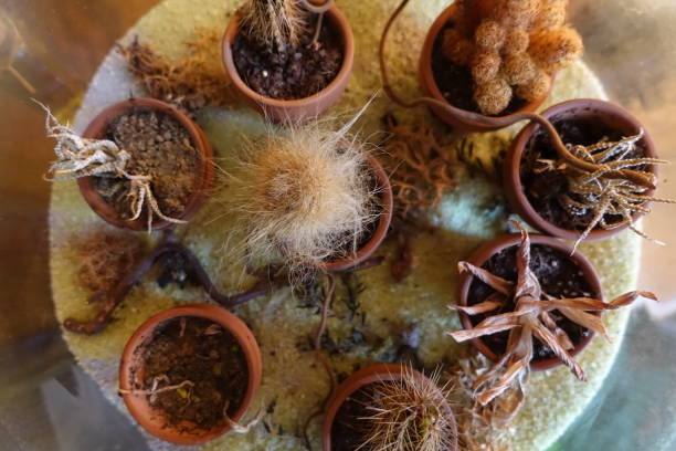 istock Dry succulents  Decorative composition in a vase filled with sand 1336440744