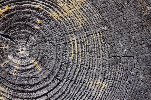 istock Selective focus burnt resinous wood glowing texture of rough surface felled tree weathered with annual rings, cracks. Concept of long life longevity aging. High contrast background with copyspace. 1336440775