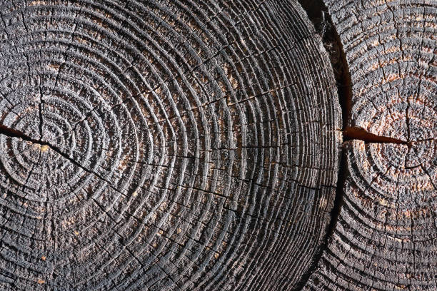 istock Selective focus burnt resinous wood glowing texture of rough surface two felled tree weathered with annual rings, cracks. Concept of long life longevity aging. High contrast background with copyspace. 1336440839
