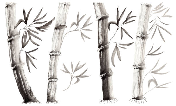 zestaw ręcznie rysowanych łodyg i liści bambusa izolowanych na białym tle. monochromatyczna ilustracja kwiatowa w japońskim stylu malarstwa ludowego sumi-e - bamboo watercolor painting isolated ink and brush stock illustrations
