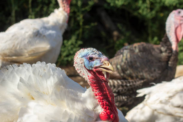 istock White and black turkeys are walking in the yard. 1336442297